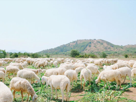 đồng cừu suối nghệ