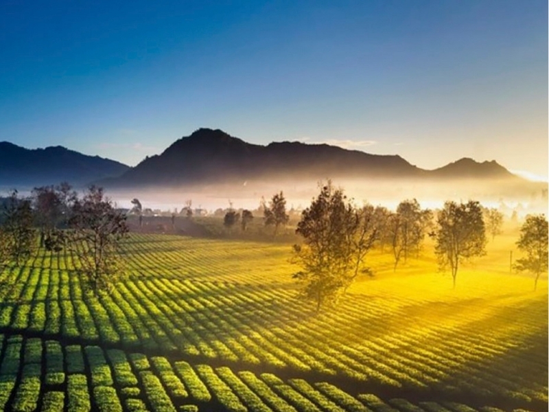 bien-ho-che-pleiku biển hồ chè pleiku