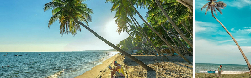 cây dừa nghiên bãi rạng