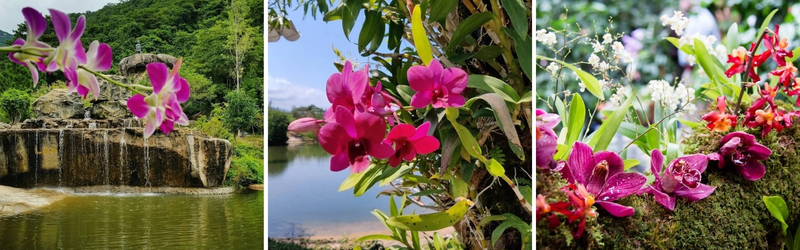 hoa lan đảo hoa lan