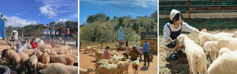 cừu frenzy farm