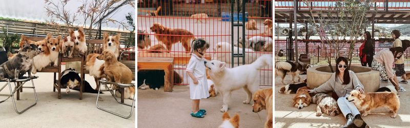 nông trại cún puppy farm
