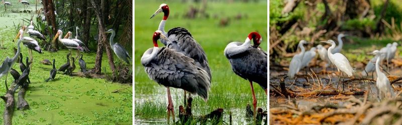 ngắm chim rừng tràm trà sư